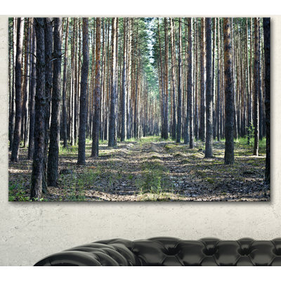 " Forest Road In Thick Woods "