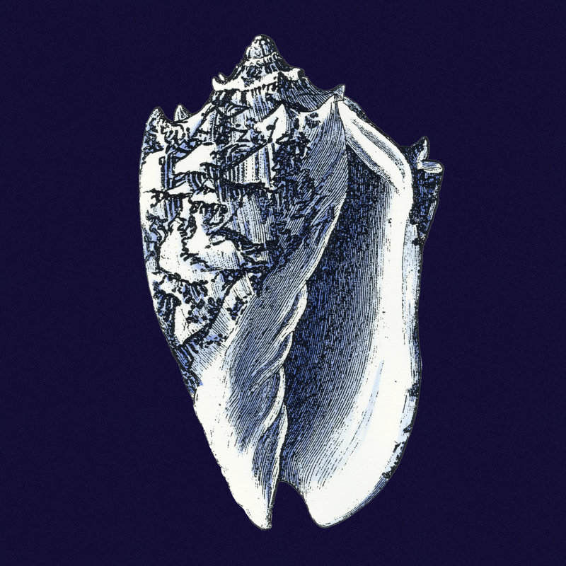Y SE PAPER Indigo Shells II, H 12 po x l 12 po x P 1,25 po