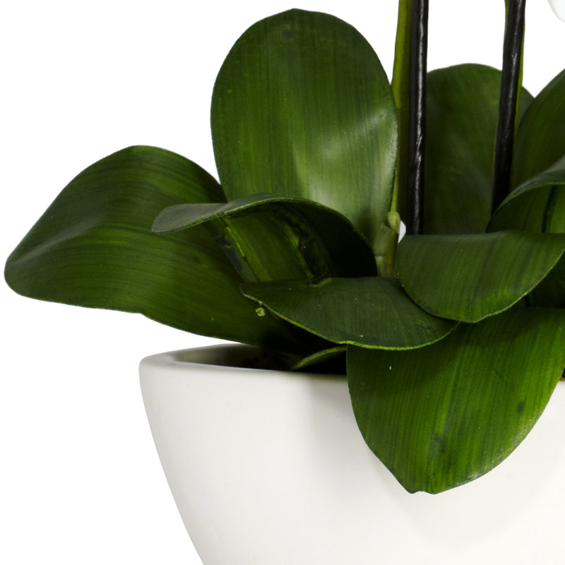 Centre de table orchidée en pot