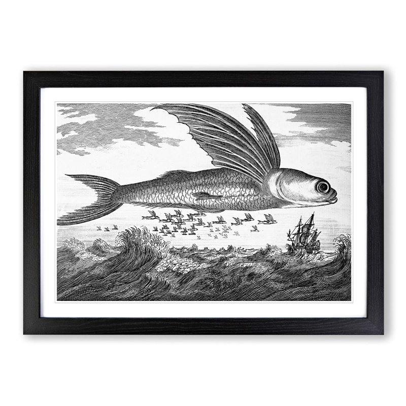 Flying Fish by Thomas Astley - Picture Frame Drawing Print, Black Framed, 36cm H x 48cm W x 2cm D