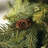 Artificial Frosted Arborvitae Garland-1854534748