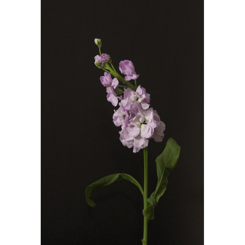 Dark & Dreamy II - Wrapped Canvas Print, 46cm H x 30cm W