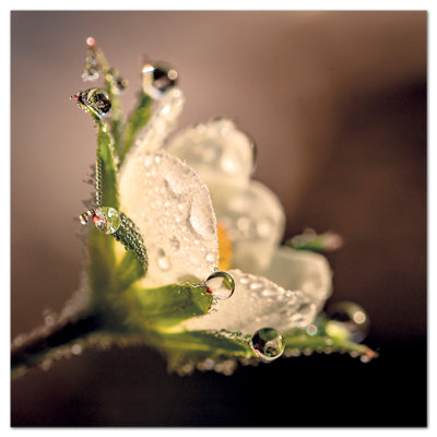Flower With Dew Drops by Giallobus - No Frame Print on Plastic / Acrylic