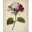 Vibrant Geranium Bloom by Josie George — Botanical Wall Art-1017543110-1017543104-1017543106