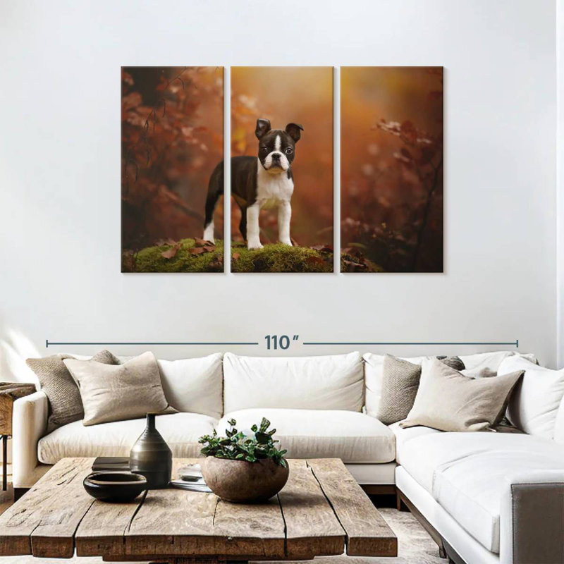 Boston terrier Brampt, H 48 po x l 74 po