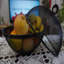 Williston Forge Metal Fruit Basket