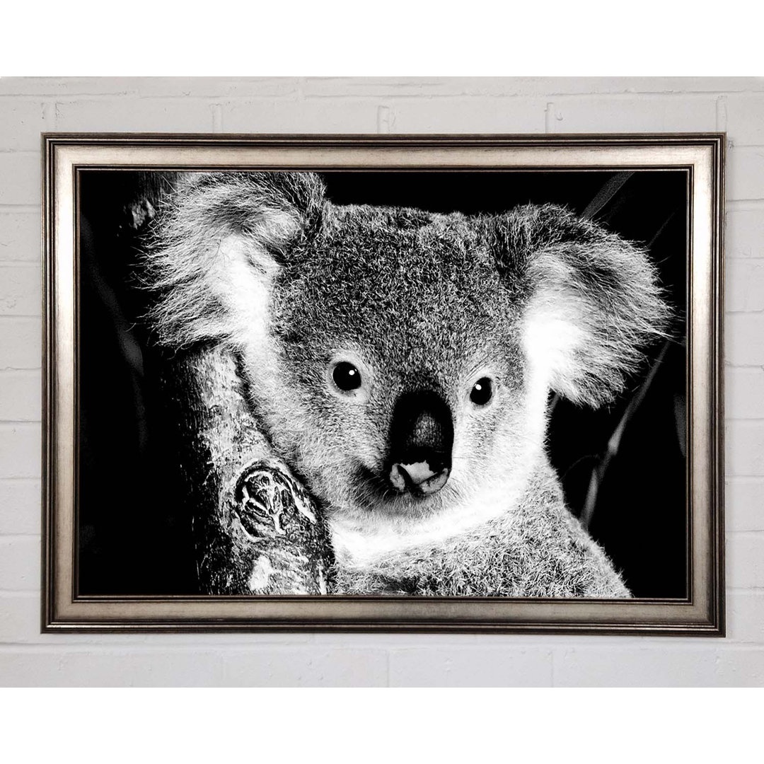 Koala Bär - Einzelner Bilderrahmen Kunstdrucke