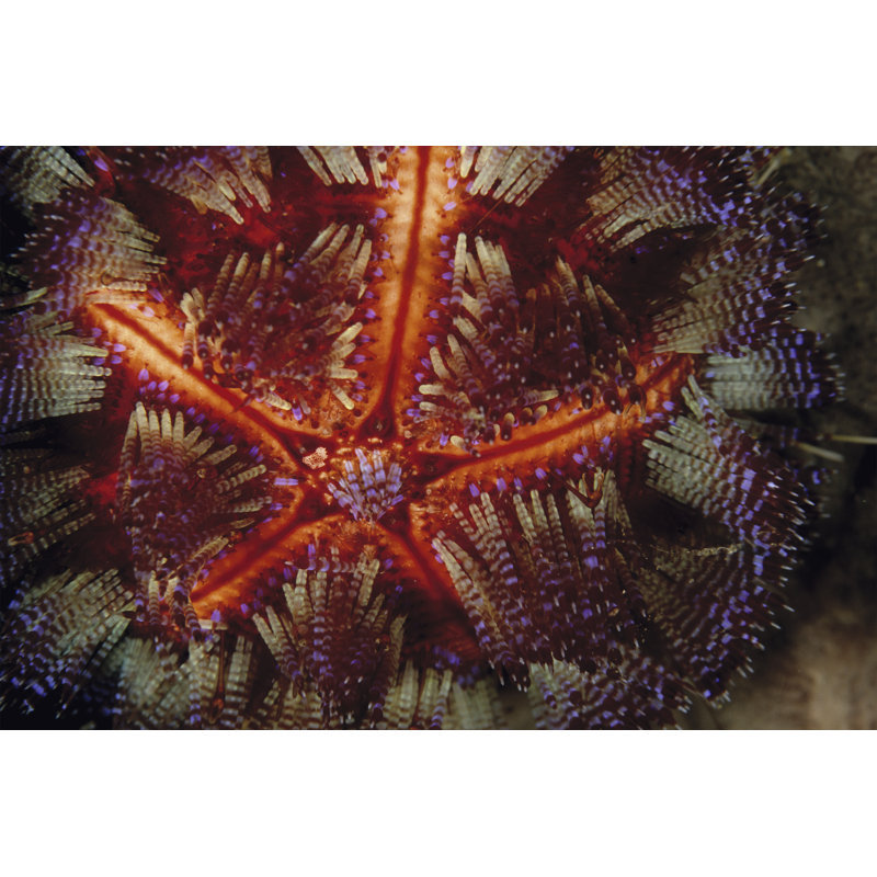 Star Power - Indonesia by Beverly Factor - Print on Canvas, 20 cm H x 30 cm W, Wrapped Canvas