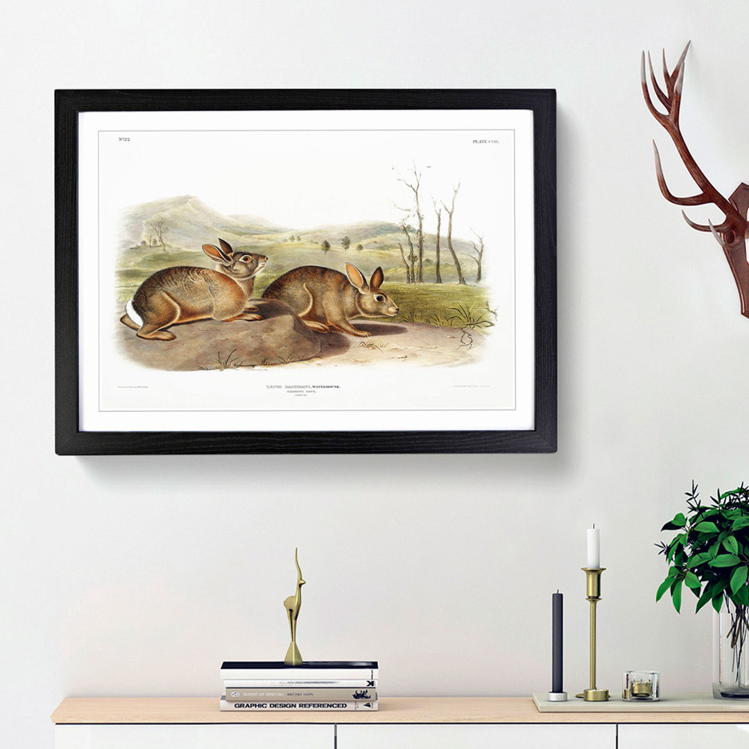 Bachmans Hares by J.W. Audubon - Picture Frame Painting Print