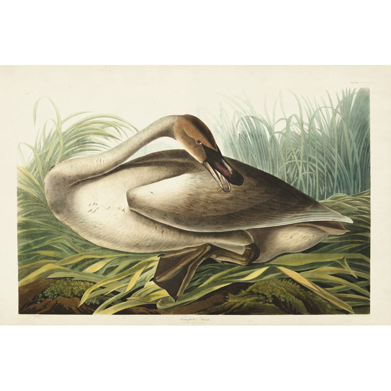 Pl 376 Trumpeter Swan, H 20 po x l 30 po