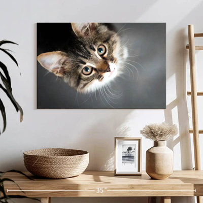 A Cat