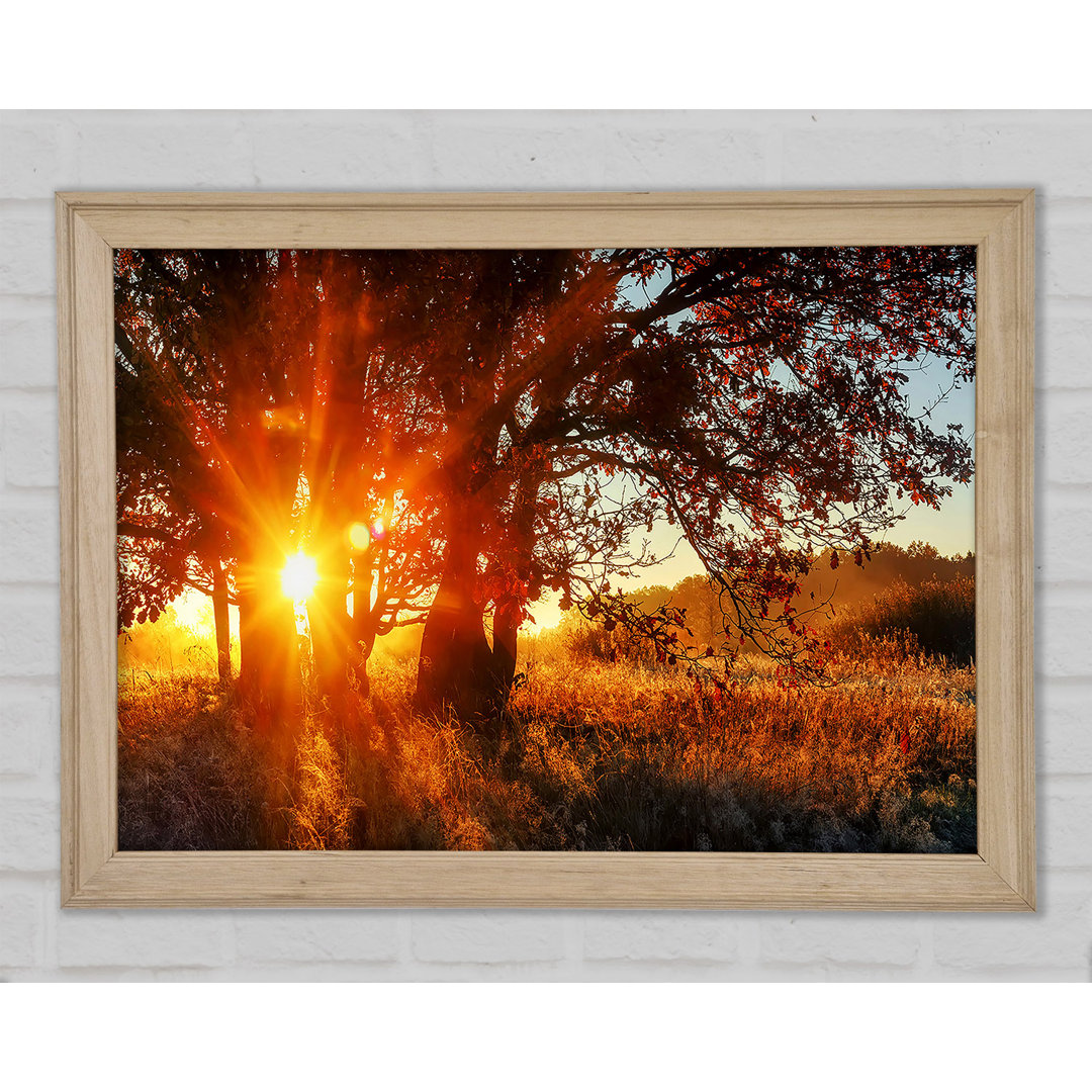 Roter Sun Burst Baum - Druck