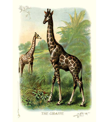 « the giraffe », reproduction d’art