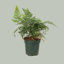 Live Rabbit's Foot Fern Plant