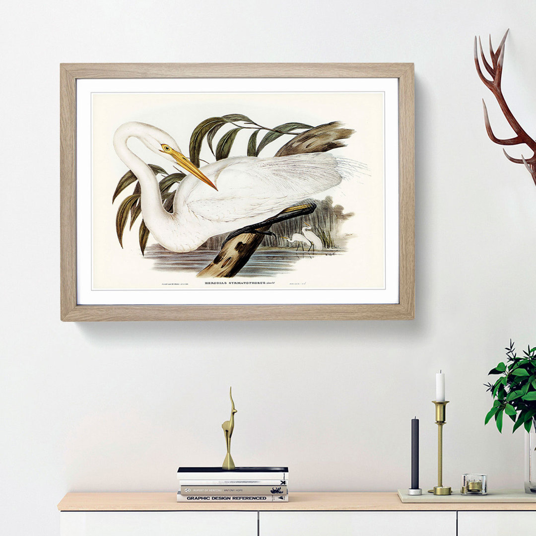 Australian Egret by Elizabeth Gould - Framed Print