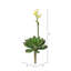 Tige de echeveria artificielle