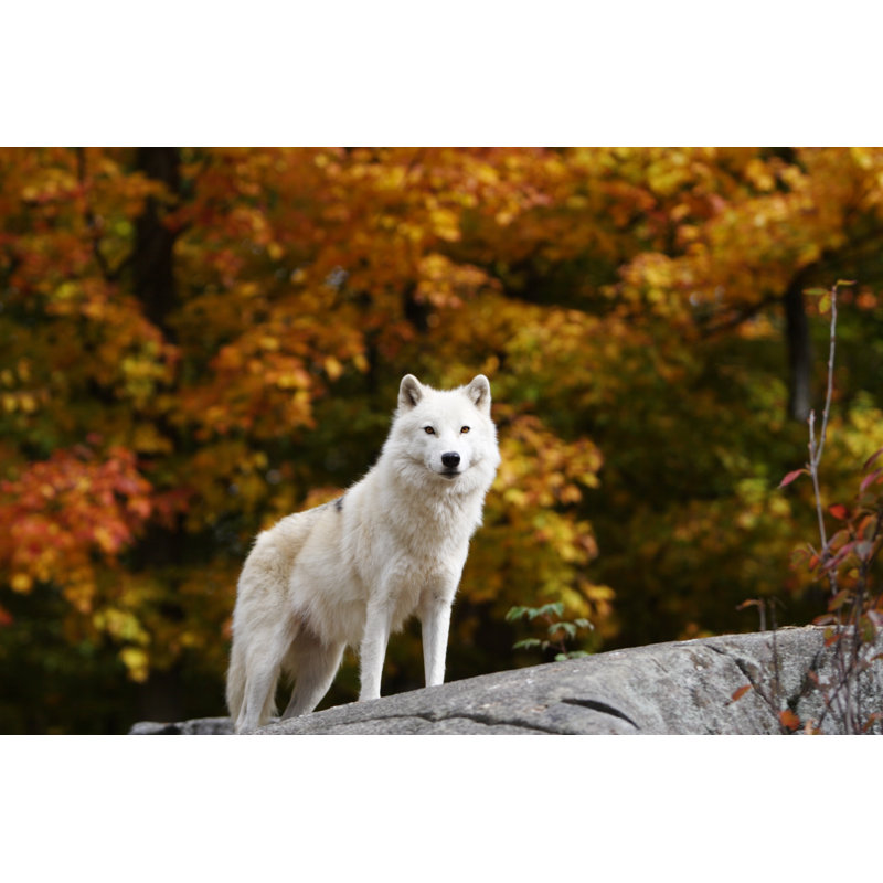 Arctic Wolf by Bjmc - Wrapped Canvas Print, 30cm H x 46cm W x 3.8cm D