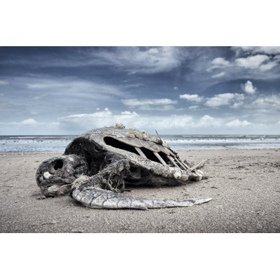 Dead water turtle 598155990