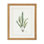 Curtis Ferns IV Print