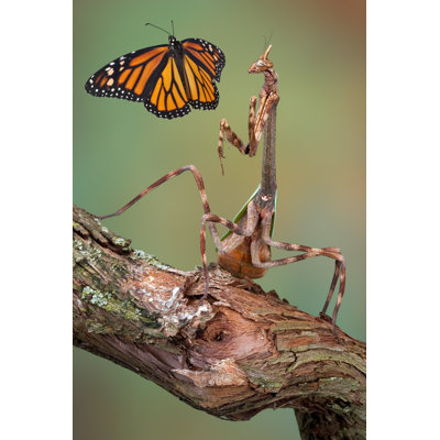 «Oilton Butterfly On Canvas» par Cathykeifer, photographie