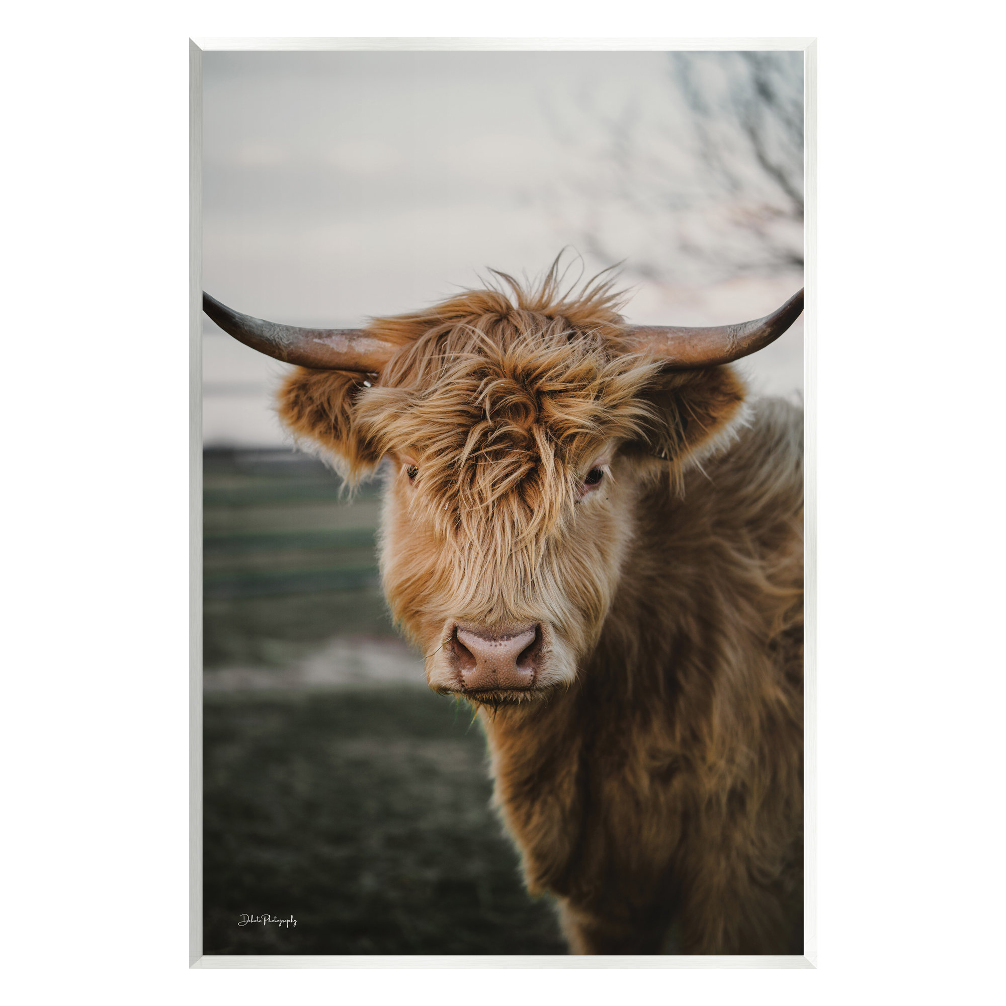 Stupell Industries Highland Cattle Shaggy Hair Country Animal