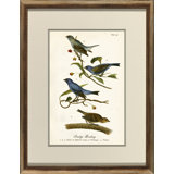 Indigo Bunting Print