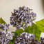 Vintage Hydrangea Floral Stem-1831332404