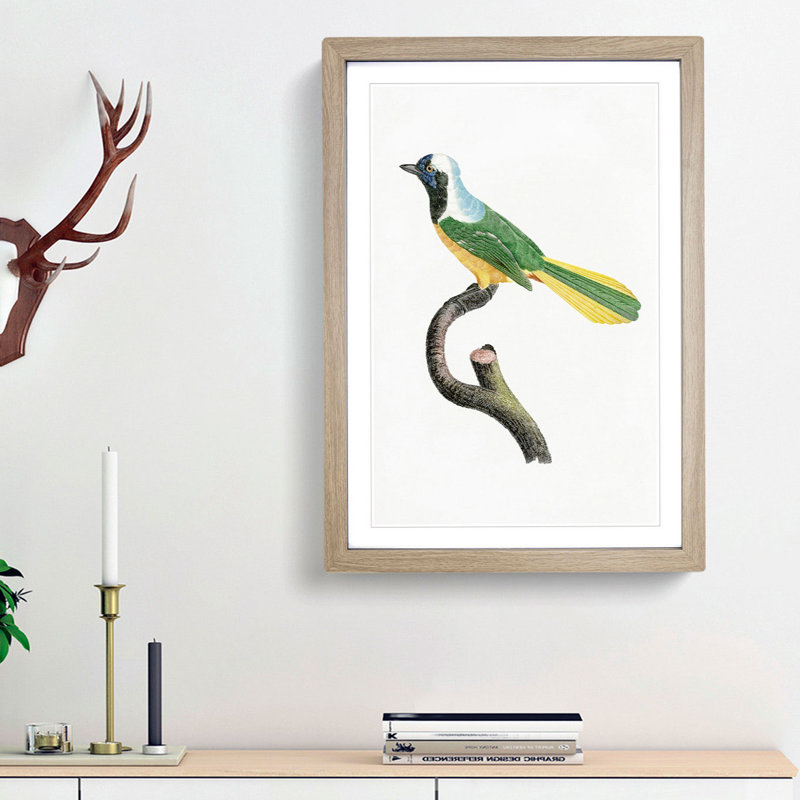 Peruvian Jay Bird by Jacques Barraband - Picture Frame Painting Print, 36cm H x 27cm W x 2cm D, Oak Framed