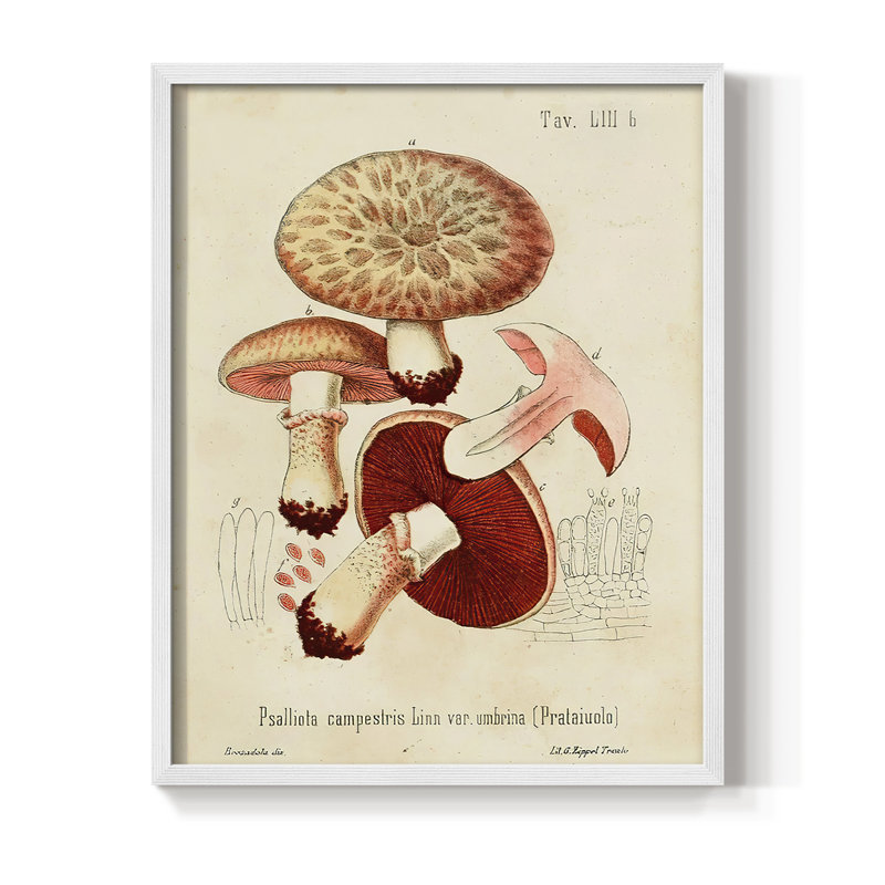 Reproduction encadrée Mushroom Variétés II - bois massif, Blanc, H 14 po x l 11 po