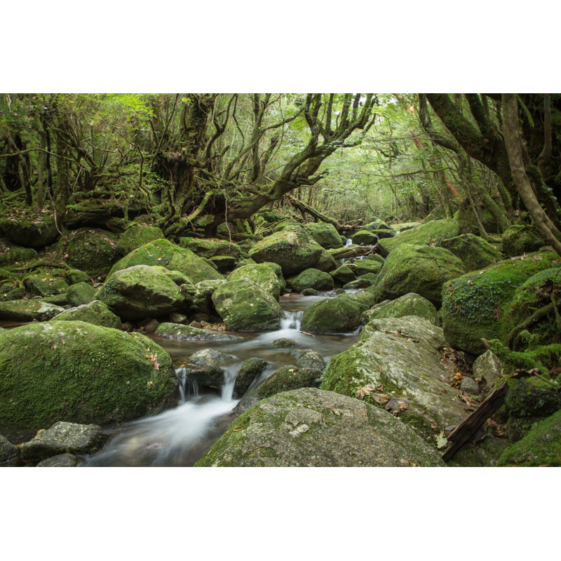 Moss Forest - Photographie sur toile tendue, H 24 po x l 36 po