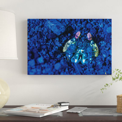 «Mantis Shrimp with Fluorescence Light and Filtres», impression sur toile