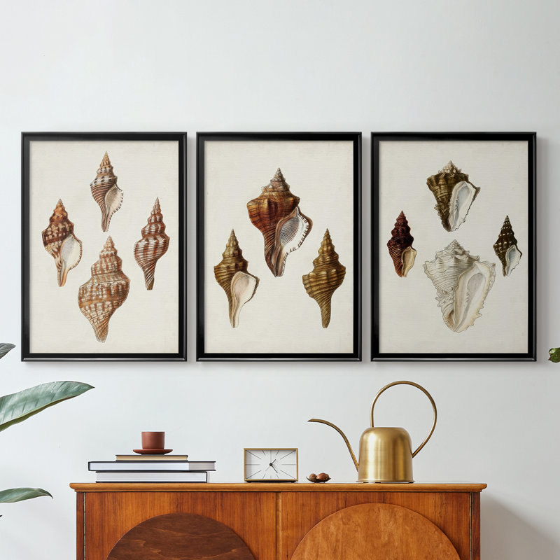 Sowerby Shells IV  -Custom Framed  Wrapped Gallery Canvas - 3 Pieces, 27" H x 39" W, Black