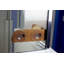 Spa Teak Shower Caddy