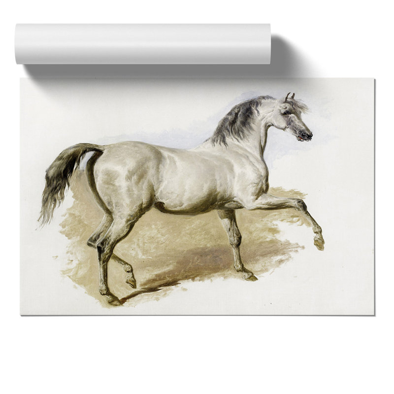 Study of a Grey Arab Horse by John Frederick Herring - Frameless Print, 21cm H x 30cm W x 0.1cm D