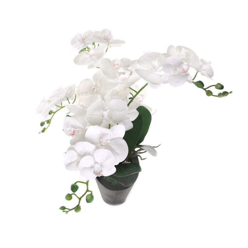 Orchid Arrangement in Pot