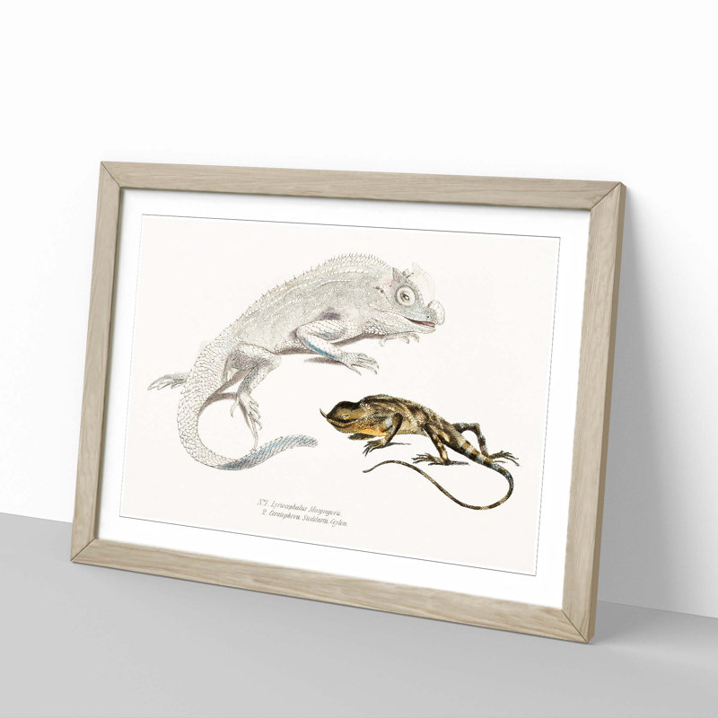 Lizard Illustrations by John Edward Gray - Framed Print, 36cm H x 48cm W x 2cm D, Oak Framed