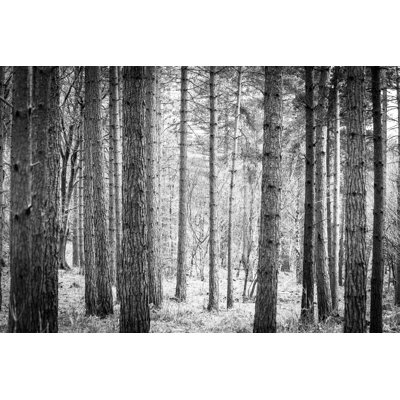 Trees In The Forest by Coldsnowstorm - Print
