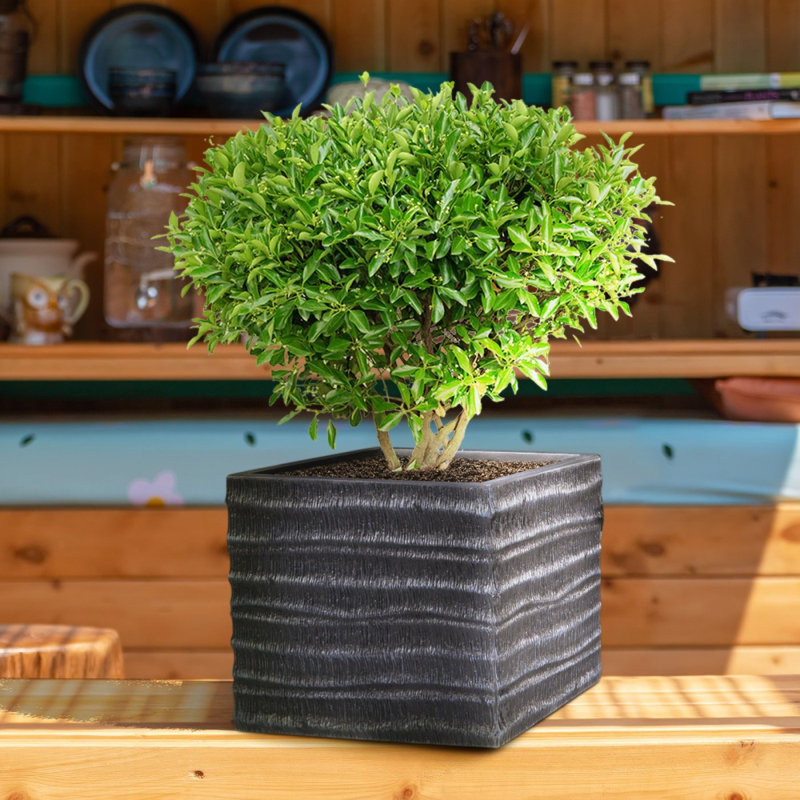 Concrete Effect Square Planter, Frostproof Outdoor Plant Pot, Garden Planter Box with Drainage Holes, Black Square Plant Pot with Straw Ribbed Pattern