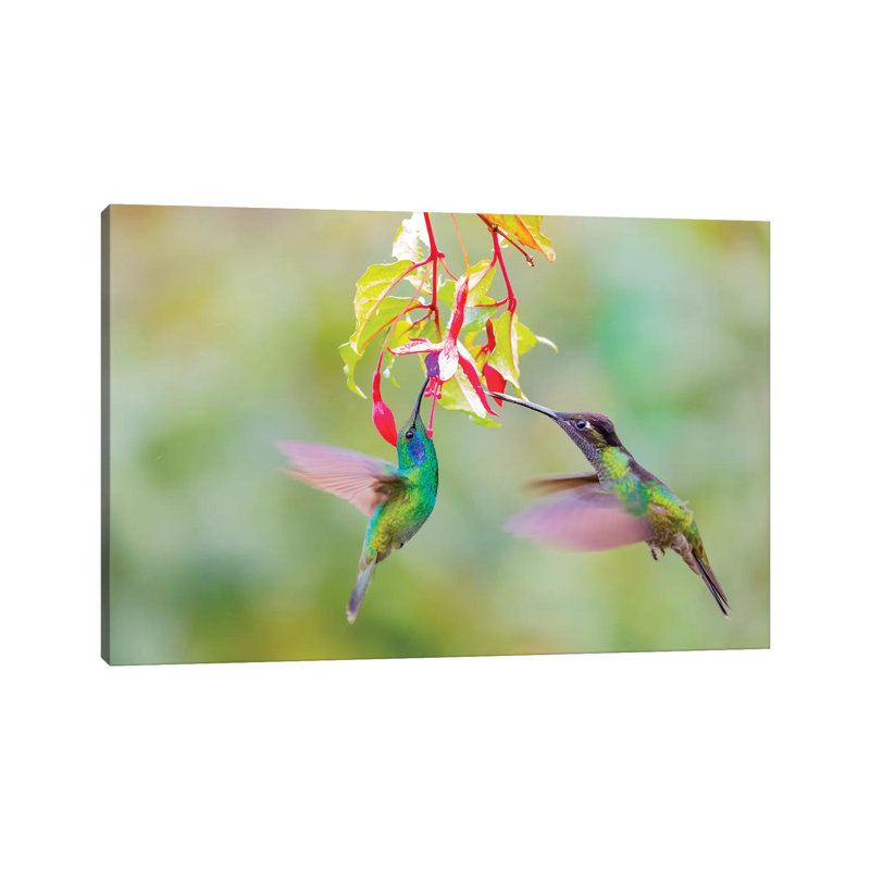 Central America, Costa Rica. Male Hummingbirds Feeding. by Jaynes Gallery - Wrapped Canvas Gallery-Wrapped Canvas Giclée