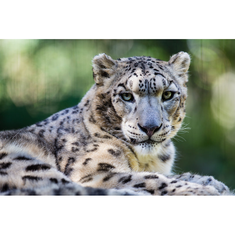 Snow Leopard by BenLin - Wrapped Canvas Print, 61cm H x 91cm W x 3.8cm D