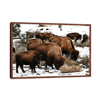 Buffalo - Print on Canvas
