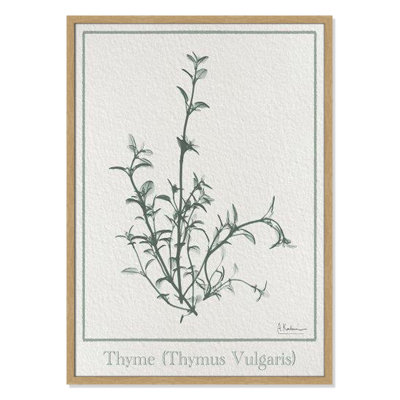 Jeanette "Thymus Vulgaris" Print