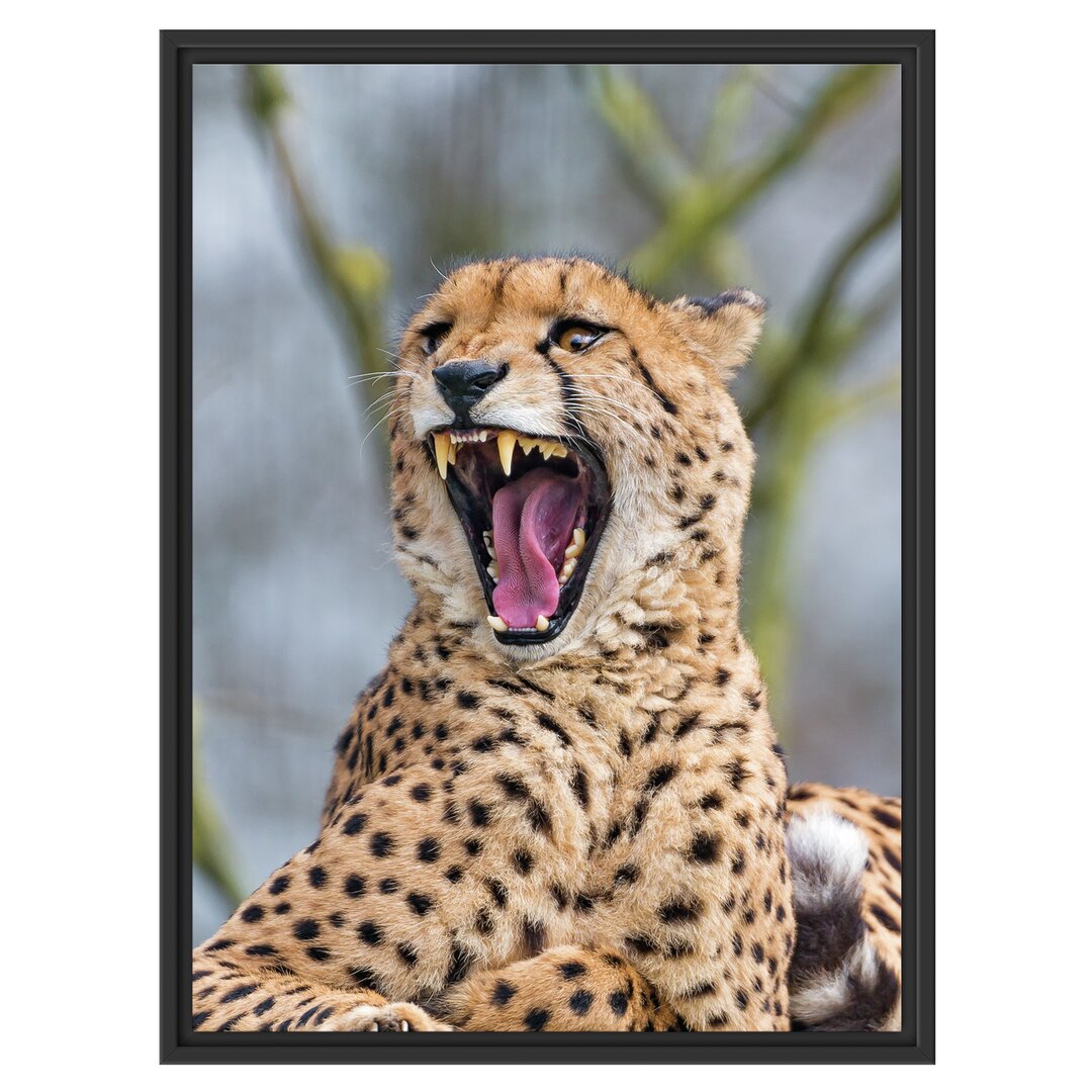 Gerahmter Fotodruck Yawning Cheetah