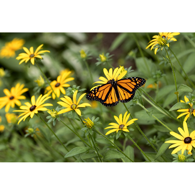 Male Monarch Butterfly - Wrapped Canvas Print, 20cm H x 30cm W x 3.8cm D