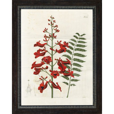 « large red botanique iv », impression encadrée
