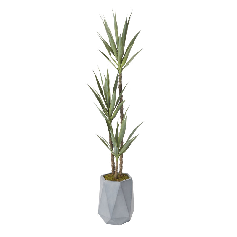 Plante en pot 6 'Yucca