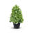 Topiary In Pot