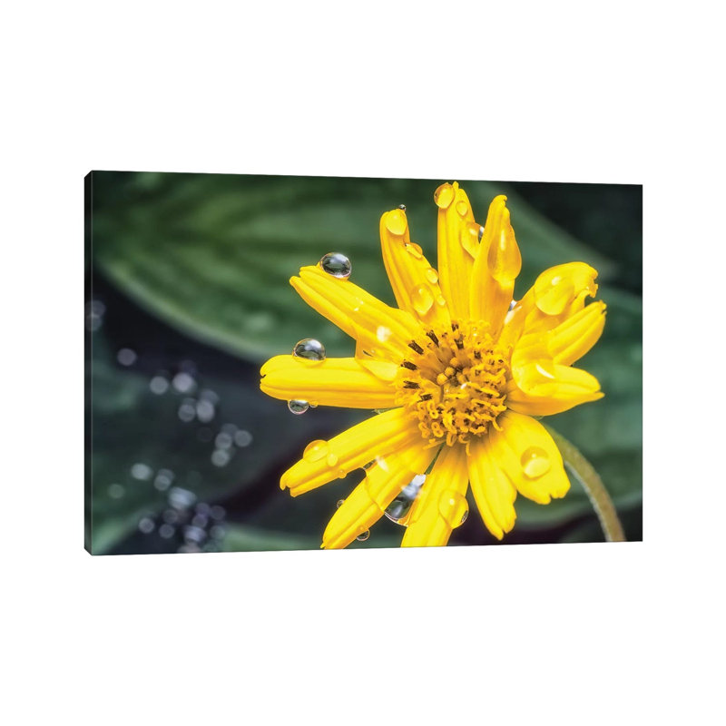Yellow Flower with Water Drops 1 Piece Wrapped Canvas Wall Art, 20.32cm H x 30.48cm W x 1.905cm D