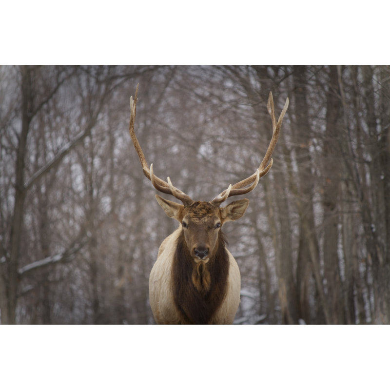 Portrait of a deer in winter-Canada, 81cm H x 122cm W