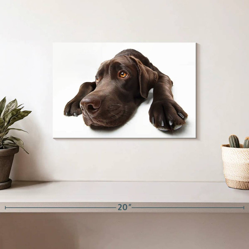 Labrador brun chocolat Brampt, H 8 po x l 12 po